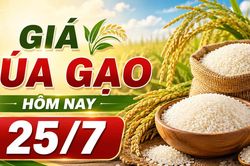 Giá lúa gạo ngày 25/7: Thị trường ít biến động, gạo Đài thơm tăng 500 đồng/kg