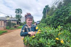 Tô Thị Hồng Vân - nữ cán bộ thôn dân tộc Tày đảm việc nước, giỏi việc nhà