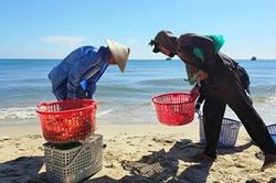 Mùa ghẹ xanh ở Vinh Thanh Đông