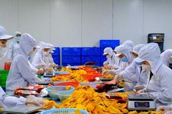 Xuất khẩu n&ocirc;ng sản sang EU Doanh nghiệp phải quản trị rủi ro từ đầu vụ
