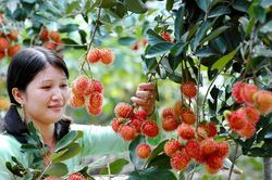 Từ bằng bảo hộ đến sức hút thương trường của trái chôm chôm