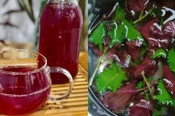 Lá tía tô nấu nước uống đang 'gây sốt': Chuyên gia nói gì về công dụng thực sự?
