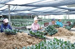 Chương Mỹ hướng tới 'vành đai xanh thông minh'