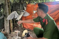 Kiểm tra đột xuất nhà dân, công an phát hiện nuôi, nhốt trái phép động vật hoang dã