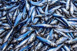 5 loại cá là kho chứa Omega-3