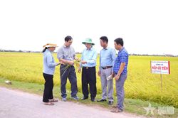 Mất tay phải, 'viết lại cuộc đời' bằng tay trái - Bài 2: Gieo những mùa vàng