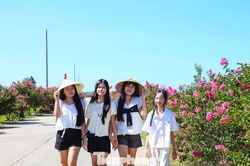 Giới trẻ đổ về 'săn' mùa tường vi hồng giữa lòng Đà Nẵng