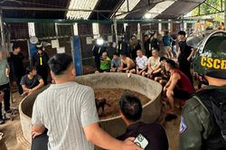 Bắt quả tang 21 đối tượng tham gia cá cược đá gà quy mô lớn