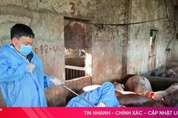 Triển khai đồng bộ các giải pháp phòng, chống dịch bệnh gia súc, gia cầm