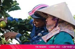 Trồng cam hữu cơ - xu hướng tất yếu của nông nghiệp Hà Tĩnh