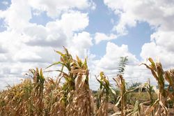 AfDB cảnh báo 'siêu' El Nino có thể khiến châu Phi thiệt hại 20 tỷ USD