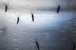 Số ca nhiễm virus Tây sông Nile gia tăng khắp châu Âu