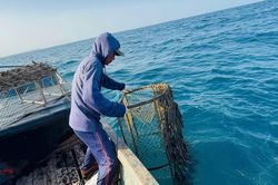 Độc đáo nghề bẫy mực bằng 'bóng' tre ở Quảng Ngãi