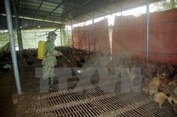 Triển khai đồng bộ các biện pháp phòng, chống dịch cúm gia cầm A/H5N1