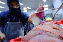 Cá tra khó 'bơi' sang Mỹ