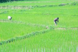 Tập trung chăm sóc lúa vụ mùa