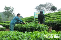 Đổi mới và nâng chất lượng vùng nguyên liệu OCOP