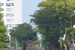Mơ về những thảm xanh