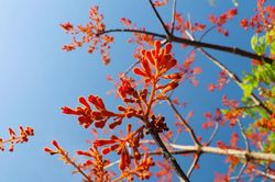 Rực rỡ mùa hoa ngô đồng Cù Lao Chàm