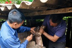 Bảo vệ đàn vật nuôi trước nguy cơ dịch bệnh