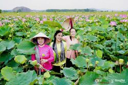 Về Phú Hòa mùa sen nở, lúa trải vàng