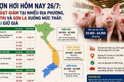 Giá lợn hơi hôm nay 26/7: Đồng loạt giảm tại nhiều địa phương, Quảng Trị và Sơn La xuống mức thấp, Lào Cai giữ giá