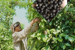 Gi&aacute; ti&ecirc;u h&ocirc;m nay 26/7/2026: 4 khu vực tăng 500 đồng/kg so với Chủ Nhật