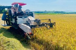 Nông dân Bắc Ruộng mạnh dạn làm giàu