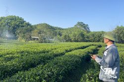 Hương chè Tân Thủy