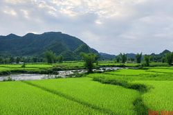 Cánh đồng trong miền ký ức