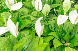 5 loại cây cảnh phù hợp cho phòng ngủ, góp phần cải thiện chất lượng không khí