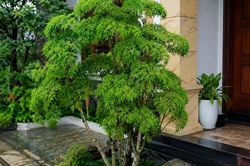 3 vị trí tốt nhất để trồng cây đinh lăng