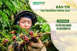 Thị trường nông sản 26/7/2026: Cà phê neo quanh 94.000 đồng/kg
