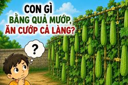 Con gì vừa bằng quả mướp, ăn cướp cả làng?