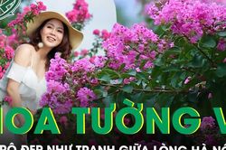 Con đường hoa tường vi đẹp như tranh giữa Hà Nội vào mùa nở rộ, ai đi qua cũng phải ngoái nhìn