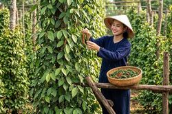 Giá hồ tiêu hôm nay 27.7: Đi ngang, trung bình 138.800 đồng/kg