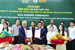 Lộc Trời đưa giống lúa Việt Nam sang Myanmar, mở rộng chuỗi giá trị lúa gạo khu vực
