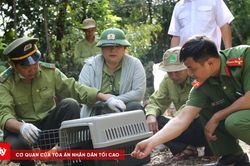 30 c&aacute; thể cầy v&ograve;i hương được trở về rừng tự nhi&ecirc;n