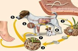 Cảnh báo nguy cơ nhiễm ấu trùng giun sán từ vật nuôi trong nhà