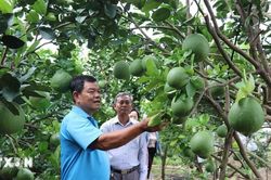 Đồng Tháp nâng giá trị nông sản qua liên kết sản xuất hội quán, hợp tác xã