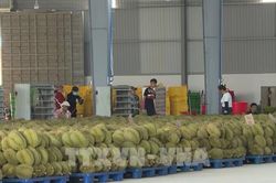 Xuất khẩu sầu riêng khởi sắc nhưng vẫn chịu áp lực giảm giá