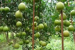 Đồng Nai chi hơn 70 tỷ đồng hỗ trợ li&ecirc;n kết sản xuất n&ocirc;ng nghiệp