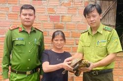 Người dân xã Ia Ly tự nguyện giao nộp rùa núi vàng