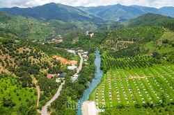 To&agrave;n tỉnh Kh&aacute;nh H&ograve;a c&oacute; hơn 4.900ha c&aacute;nh đồng lớn, 170 m&atilde; số v&ugrave;ng trồng