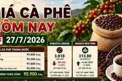 Giá cà phê hôm nay 27/7: Giá nội địa ổn định, sàn thế giới phân hóa