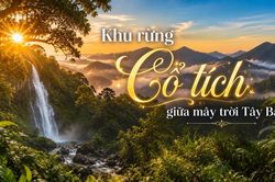 Khu rừng cổ tích giữa mây trời Tây Bắc