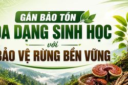 Gắn bảo tồn đa dạng sinh học với bảo vệ rừng bền vững