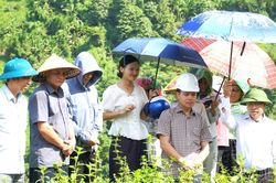 V&otilde; Lao đ&aacute;nh gi&aacute; m&ocirc; h&igrave;nh khảo nghiệm c&acirc;y nh&acirc;n trần