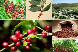 Bản tin nông sản hôm nay (27-7): Giá cà phê giảm, giá hồ tiêu khởi sắc