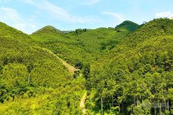 Tạo nguồn lực ph&aacute;t triển l&acirc;m nghiệp bền vững